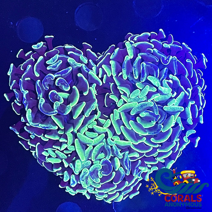 aussie neon green splattered branching hammer 2