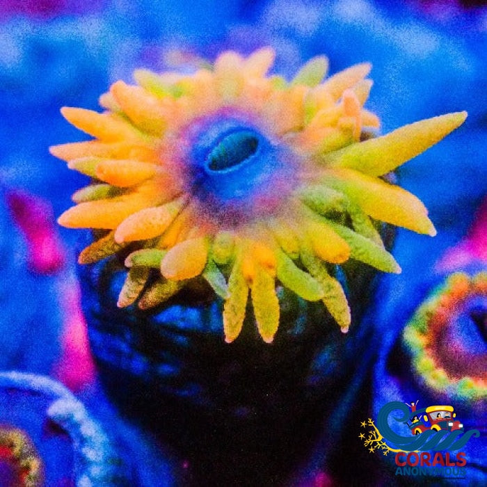 Blue Emerald Sun Coral Suncoral