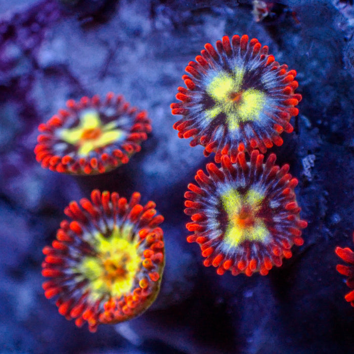 Flaming Fireballs Zoa (1 Polyp) 3