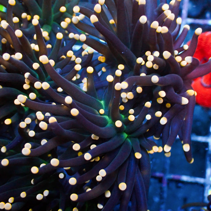 Gold Tip Green Mouth Purple Torch