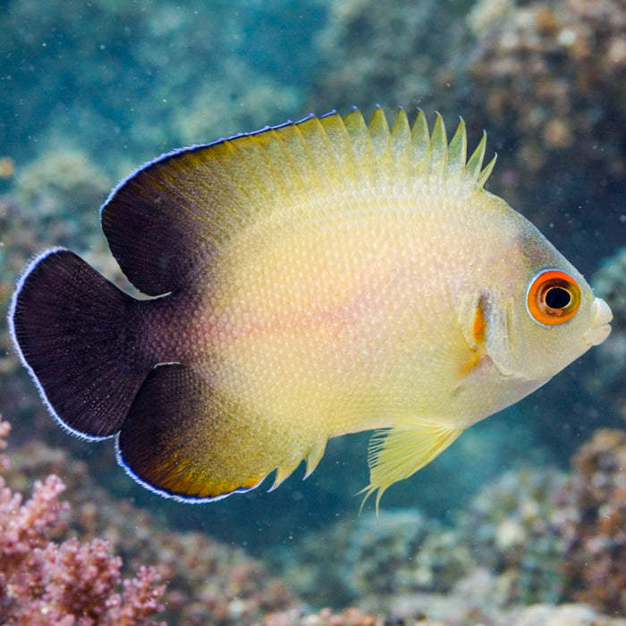 Half Black Angelfish - Corals Anonymous