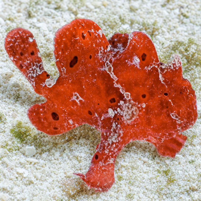 Orange Angler