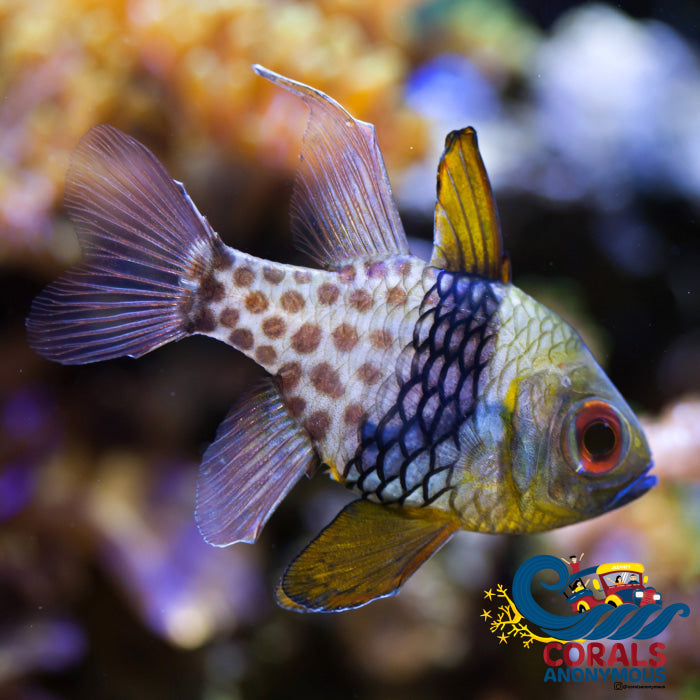 Pajama Cardinalfish (1-2) Fish
