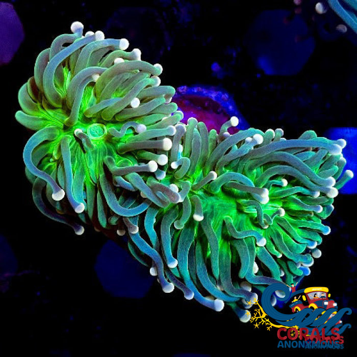Aussie Pink Tip Green Torch Torch