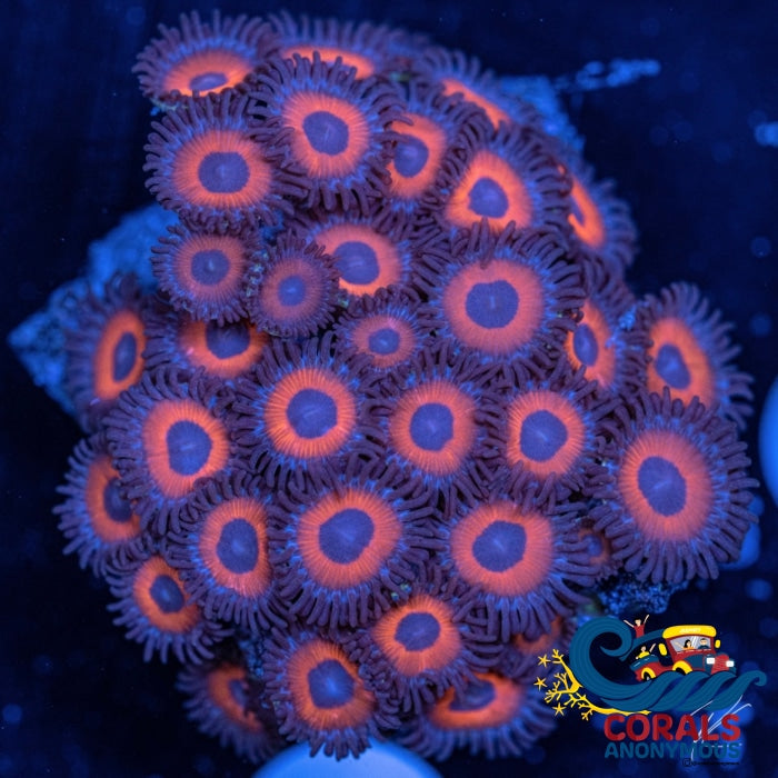 Kedd Reds Zoa 10-15 Polyps Colony Zoa