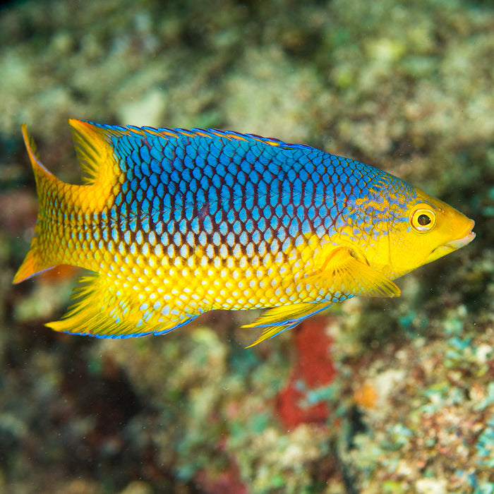 Spanish Hogfish - Corals Anonymous