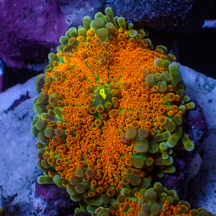 Tangerine Dream Yuma Mushroom - Corals Anonymous