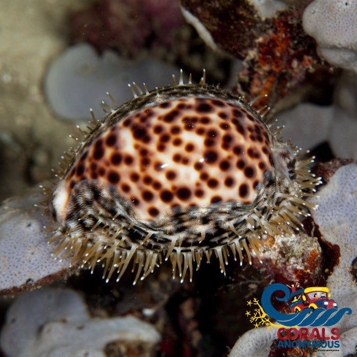 K Done Tiger Cowrie (Cypraea Tigris) (3-4) Invertebrates