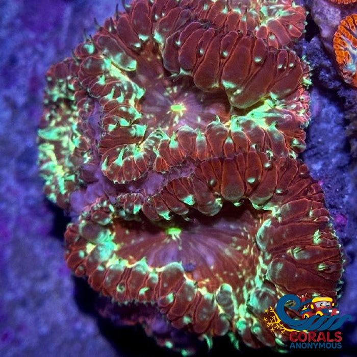 Toxic Maroon Blastomussa (1 Polyp) Blasto