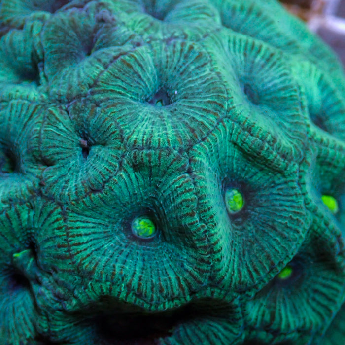 Ultra Teal Favia (2-3 Polyps)