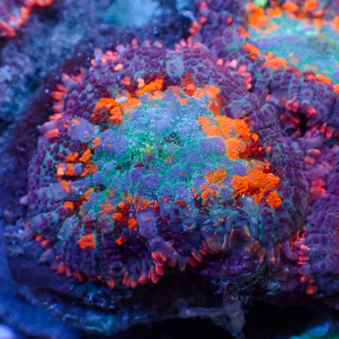 Voodoo Spell Rainbow Rhodactis Mushroom