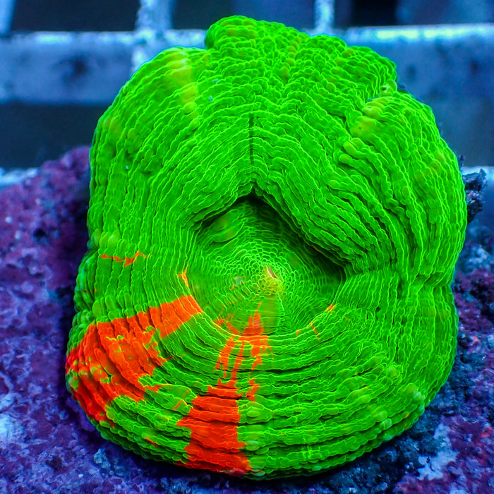 WYSIWYG Aussie Bleeding Apple Scolymia (1-2", Aquacultured)