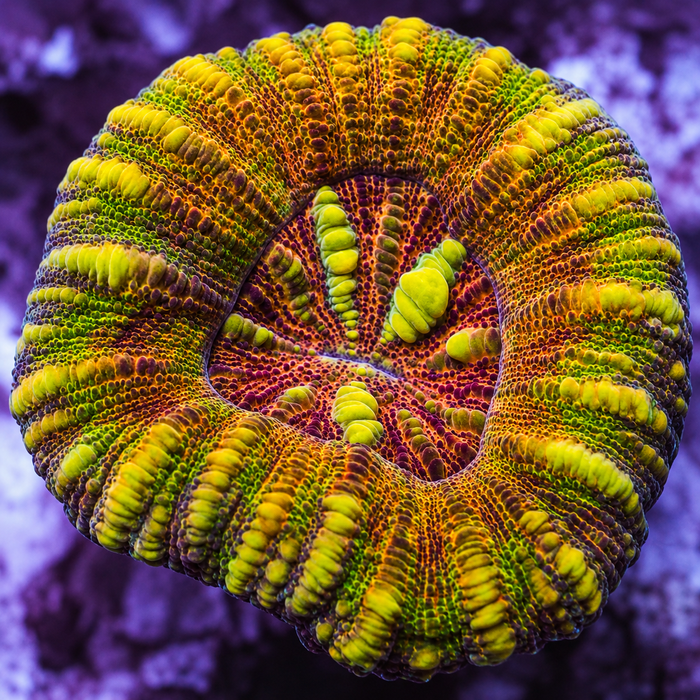 WYSIWYG Aussie Master Rainbow Button Scoly (0.5-1”)