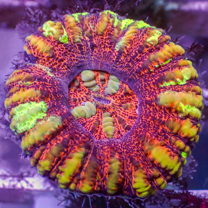 WYSIWYG Aussie Rainbow Lava Button Scoly (0.5-1")