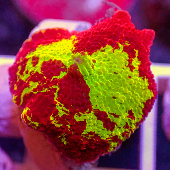WYSIWYG Eclectus Jawbreaker Mushroom