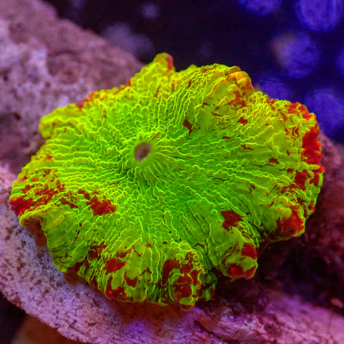 WYSIWYG Eclectus Jawbreaker Mushroom
