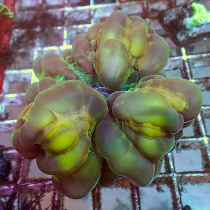 WYSIWYG Nuclear Green Fission Cynarina (3-4")
