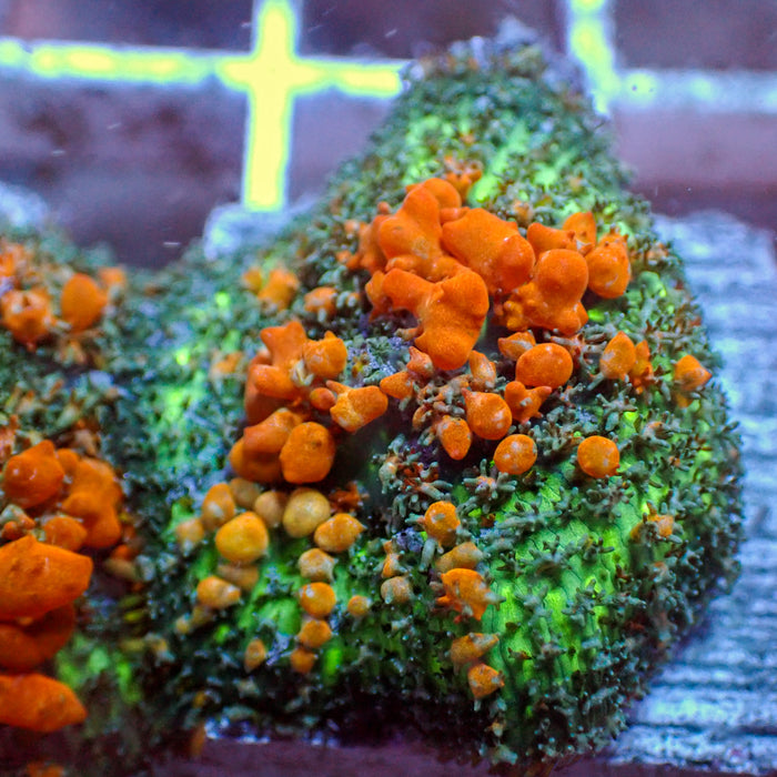WYSIWYG Sunkist Bounce Rhodactis Mushroom
