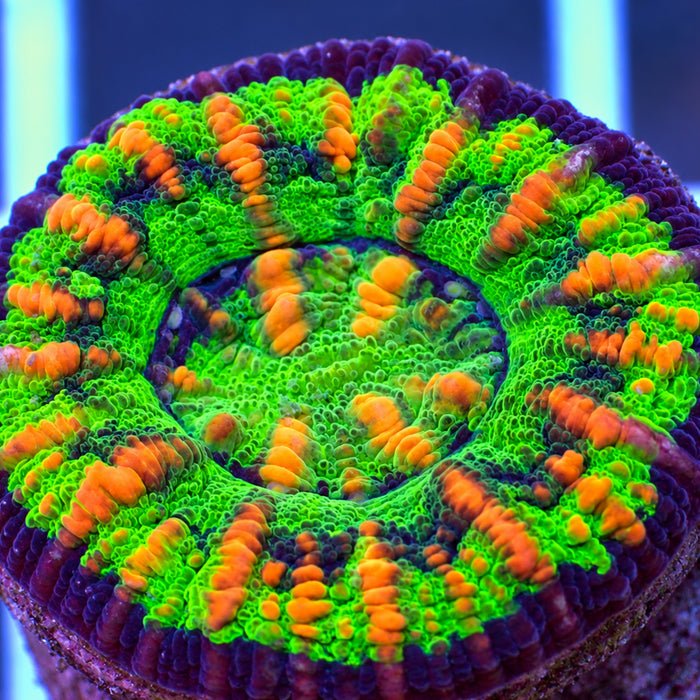 WYSIWYG Ultra Aussie UFO Button Scoly (0.5")