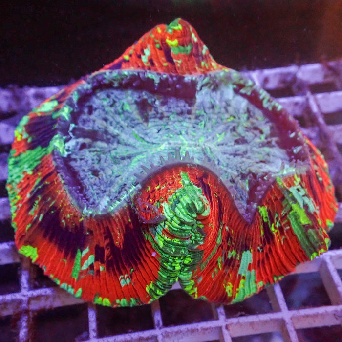 WYSIWYG Whiplash Multicolor Red Wellso (4-5")
