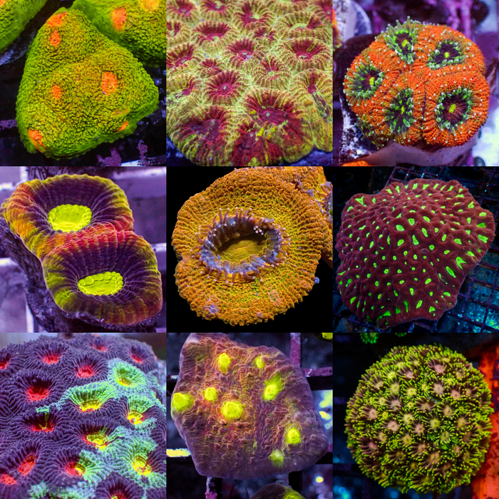 Assorted LPS Frag Pack (1" Frag) - Corals Anonymous