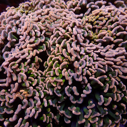 Aussie Pink Tip Wall Hammer