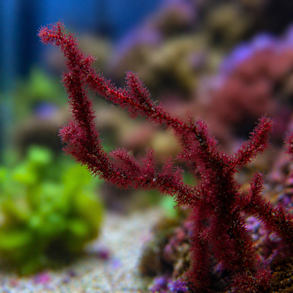 Blood Whip Macroalgae - Corals Anonymous