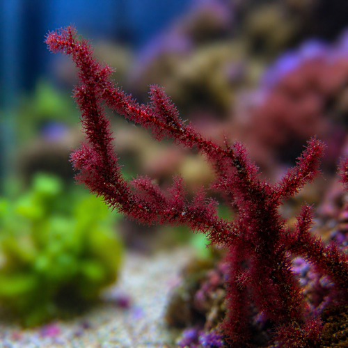Blood Whip Macroalgae - Corals Anonymous