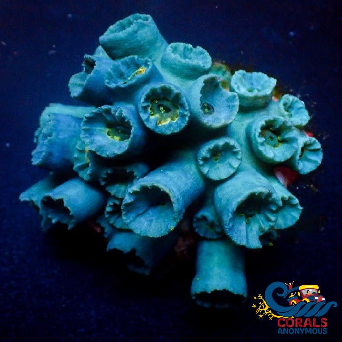 Blue Emerald Sun Coral