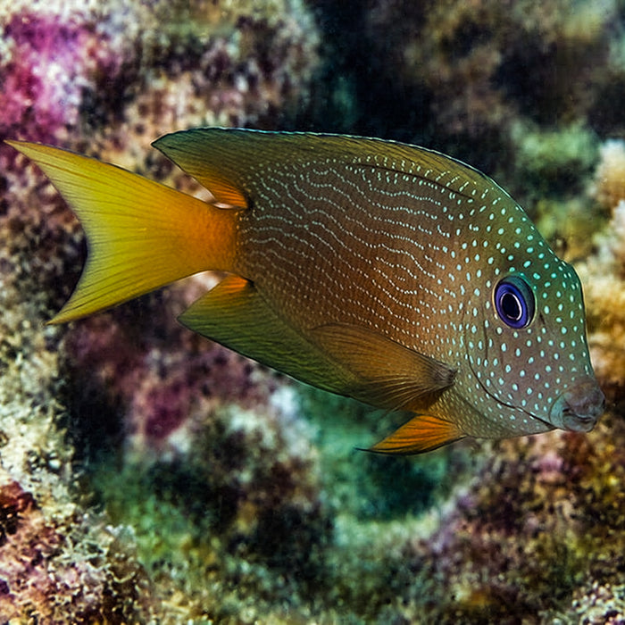 Blue Eye Tang - Corals Anonymous