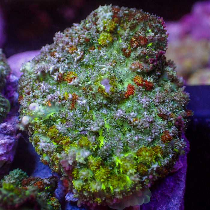 Brush Fire Bounce Rhodactis Mushroom - Corals Anonymous
