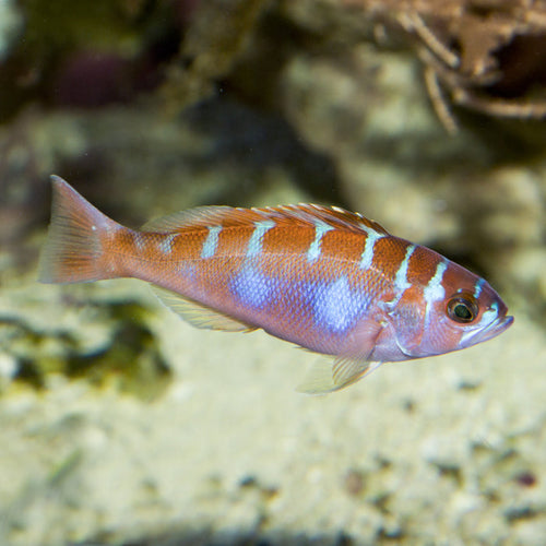 Chalk Bass