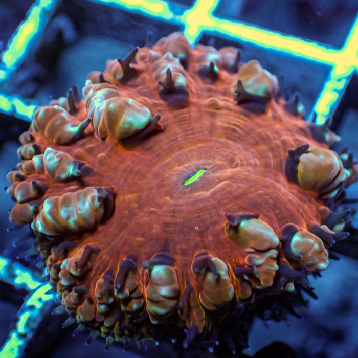 Cherry Bomb Blastomussa (1 Polyp)