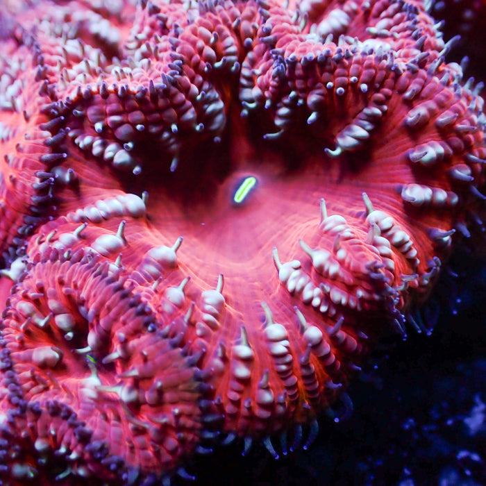 Cherry Bomb Blastomussa (1 Polyp)