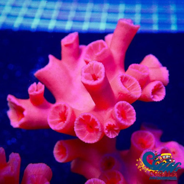 Dendrophyllia Branching Red Sun Coral (15+ Polyps) Suncoral