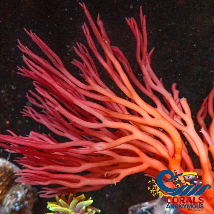 Review Flame Noodles Red Macroalgae (S11) Macroalgae