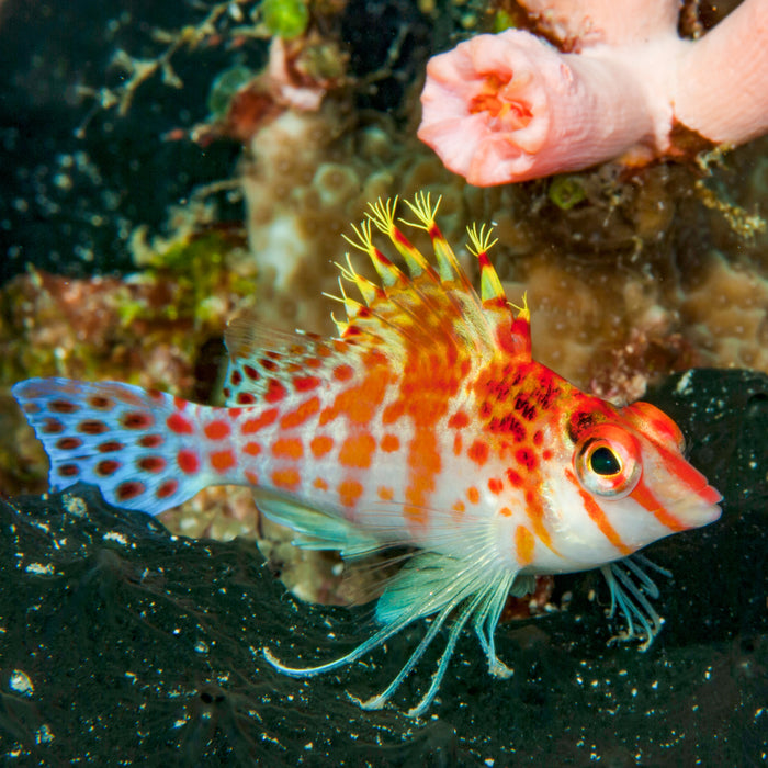 Falco Hawkfish