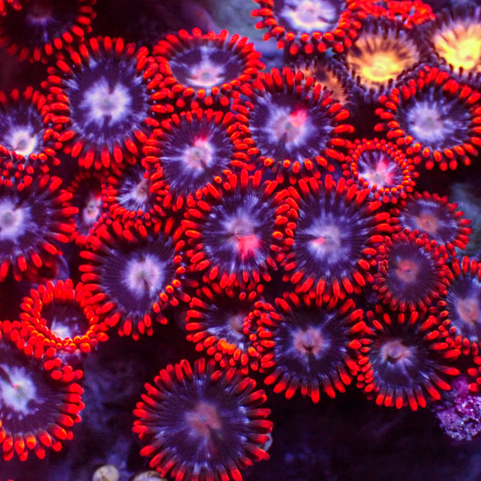 Fire and Ice Zoa (10-15 Polyps colony)