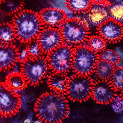 Fire and Ice Zoa (10-15 Polyps colony)
