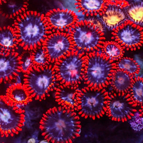 Fire and Ice Zoa (10-15 Polyps colony)