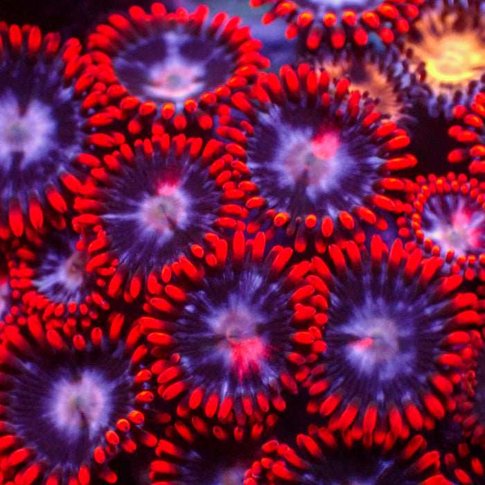 Fire and Ice Zoa (10-15 Polyps colony) A