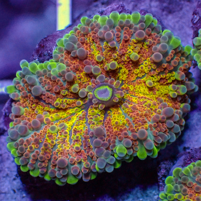 Flamin' Hot Rainbow Yuma Mushroom
