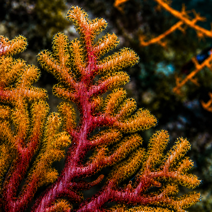 Flamin' Hot Sea Fan Gorgonian (Rare) - Corals Anonymous