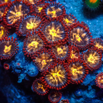 Flaming Fireballs Zoa (1 Polyp) - Corals Anonymous