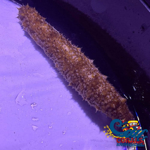 Florida Sea Cucumber (Holothuria Floridana) Seacucumber