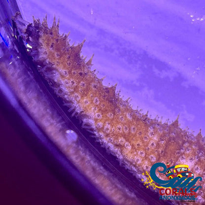 Florida Sea Cucumber (Holothuria Floridana) Seacucumber
