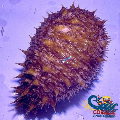 Florida Sea Cucumber (Holothuria Floridana) Seacucumber