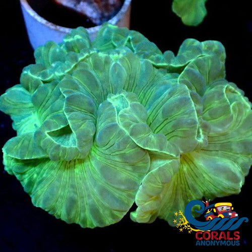 Fox Coral Foxcoral
