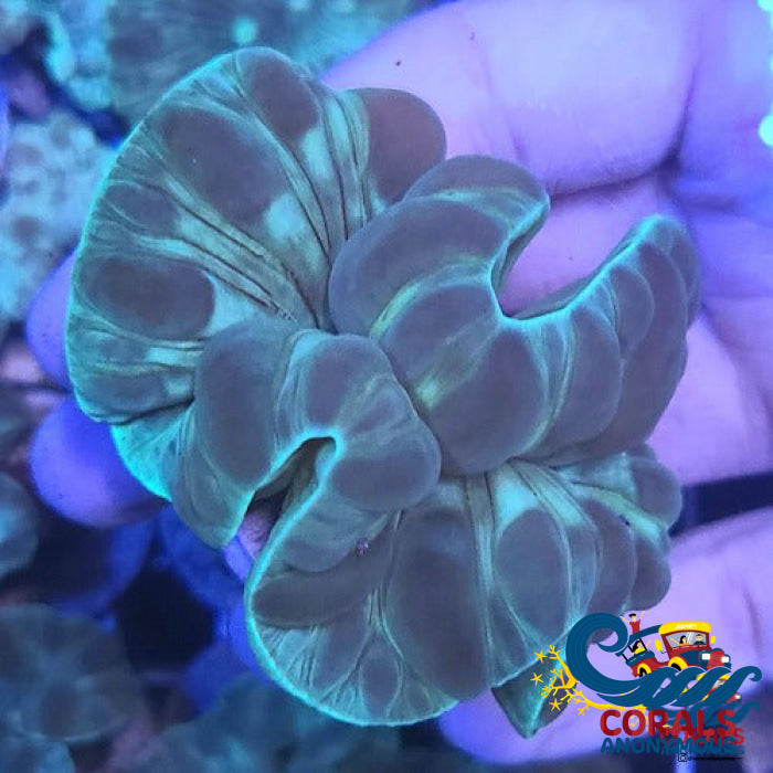Fox Coral Foxcoral