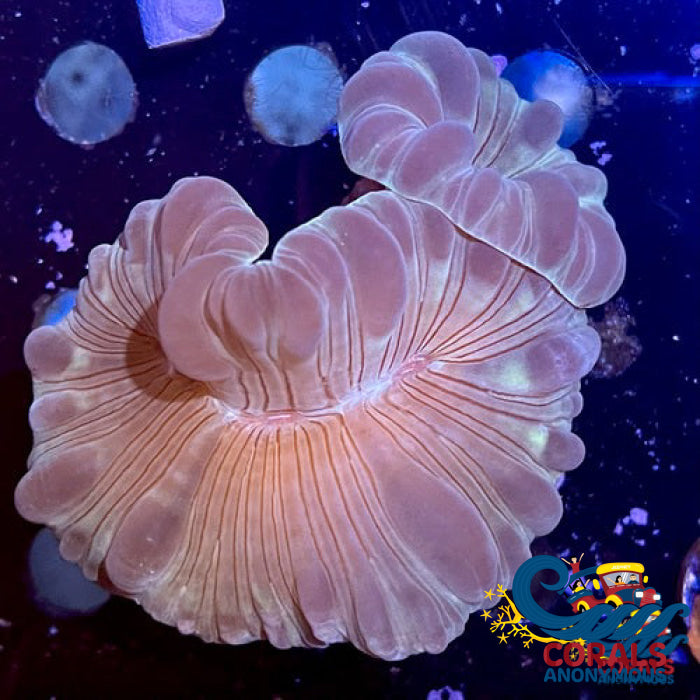 Fox Coral Foxcoral